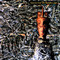 Siouxsie and the Banshees image